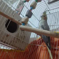 طوطی عروس مولد