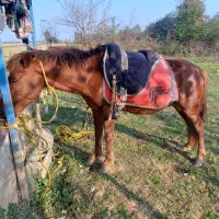 باسلام اسب محلی پنج سال