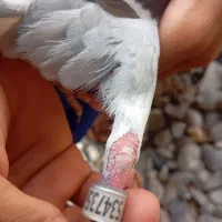 کبوتر