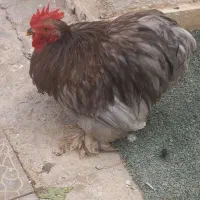 خروس کوشین