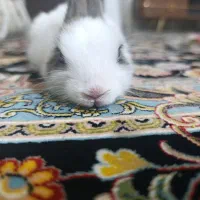 خرگوش لپ|موش و خرگوش|یاسوج, |دیوار