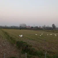 قوغاز گردن ماری نر|حیوانات مزرعه|لولمان, |دیوار