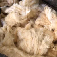 پنبه گل کیلویی