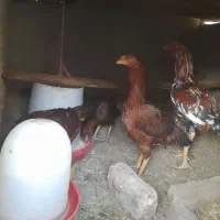 خروس و ۳ عدد مرغ لاری دم تخم