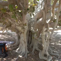 همپا برای کمپ در هنگامم