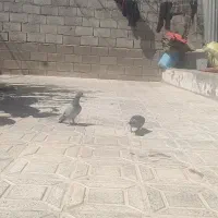 کبوتر خوب