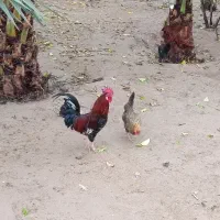 خروس و مرغ تخمگذار|حیوانات مزرعه|کرخه, |دیوار