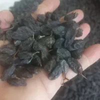 کشمش  ..