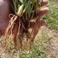 نشاء توت فرنگی از کردستان در ارقام مختلف|خدمات باغبانی و درختکاری|یزد, |دیوار