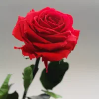 گل متن رو بخون