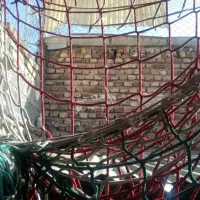 تور نخی کبوتر