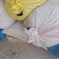گندم ساورز  درم   آبی شهر  چرام