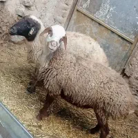 ۲عدد میش درگ داشتی جنس فروشی