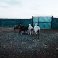 بره چینی|حیوانات مزرعه|زیرکوه, |دیوار