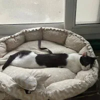 سرپرستی موقت گربه شما