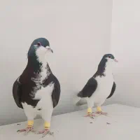 چند عدد کبوتر هم پرنده هم جفتی|پرنده|قزوین, |دیوار