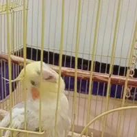 یک جفت عروسک هلندی نر