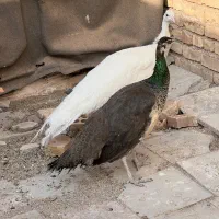 طاووس رفسنجان|پرنده|کرمان, |دیوار