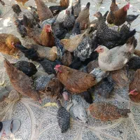 فروش خروس جوان لری اصیل