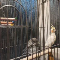 عروس هلندی معاوضه با گرینچیک
