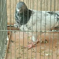 کبوتر یا کفتر پلاکی وپاکستانی|پرنده|پرند, فاز ۳|دیوار