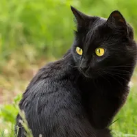 گربه نژاد بمبئی|گربه|لاهیجان, گلستان|دیوار