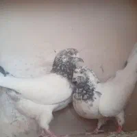 یک جفت کبوتر آس