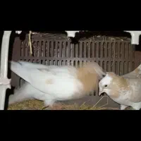 یک جفت کبوتر باش ساری و شازده زرد کاکلی