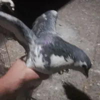 کلاغ دمب سفید وساده سبز|پرنده|ملک‌آباد, |دیوار