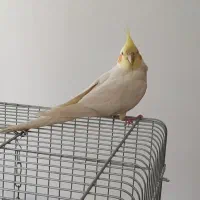 گمشده عروس هلندی