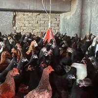 جوجه مرغ طاقچه خروس گلپایگان جهادی مشکی محلی۸۰روزه|حیوانات مزرعه|مشهد, كنويست|دیوار