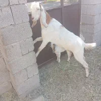 بز کهره پاکستانی