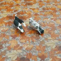 کبوتر نر هما سرور