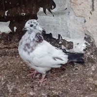 جوجه|پرنده|قم, شاه سید علی|دیوار