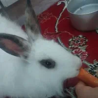 خرگوش|موش و خرگوش|دوتپه, |دیوار