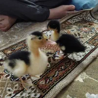 دوتا جوجه اردک بانمک