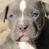 توله پیتبول بلو