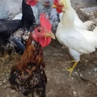 مرغ محلی و بوقلمون و غاز