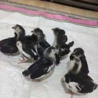 جوجه مرغ و خروس گلین لری