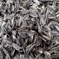 پخش تخمه ی چینی و کانادایی و شوکاری