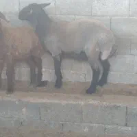 نر دورگه گنبدی افشار خیلی چاق