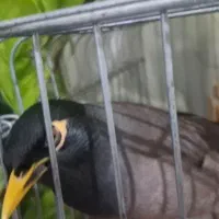 فروش مرغ مینا ماده صحبتی کلام دار