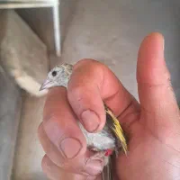 جوجه سهره