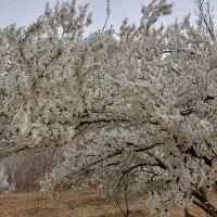 خدمات باغبانی وسم پاشی