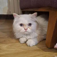 فروش بچه گربه پرشین