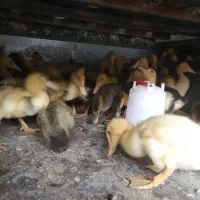 جوجه اردک درشت