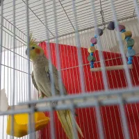 عروس هلندی مولد|پرنده|سراوان, |دیوار