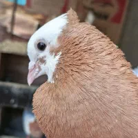طوقی زردمعاوضه با قناری بخون