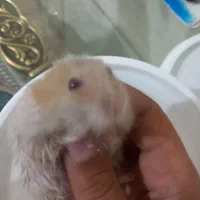 همسترکنپل
