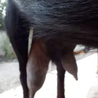 بزپاکستانی